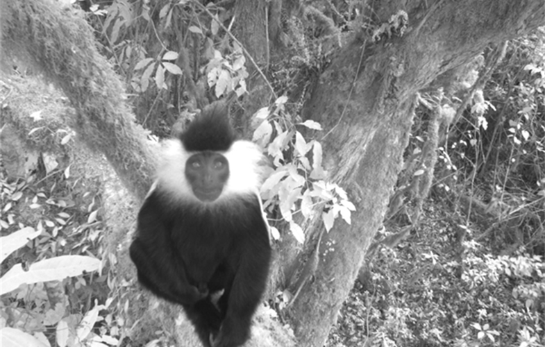 Colobus monkey CREDIT WCS Rwanda Program